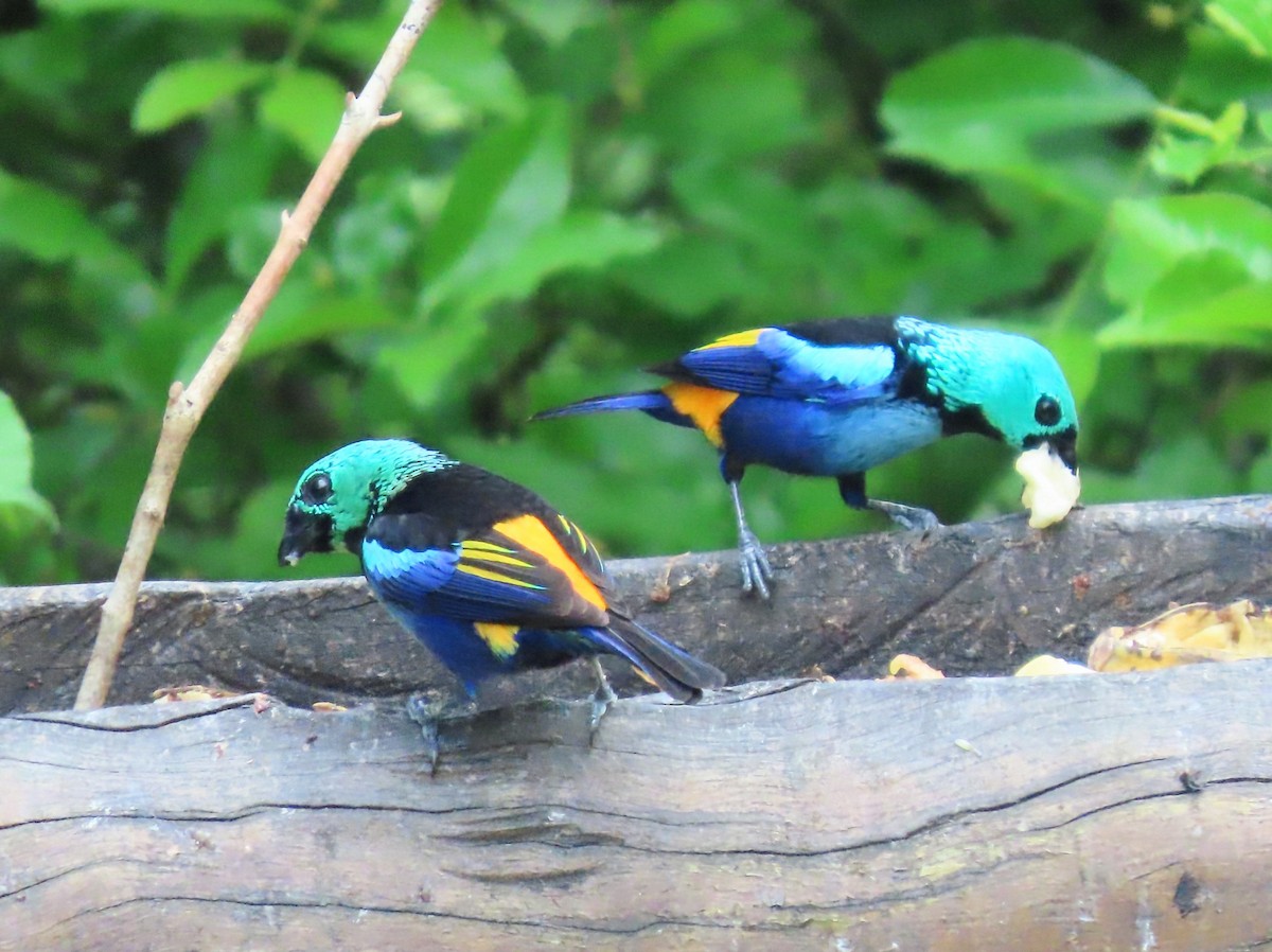 Seven-colored Tanager - ML631522262
