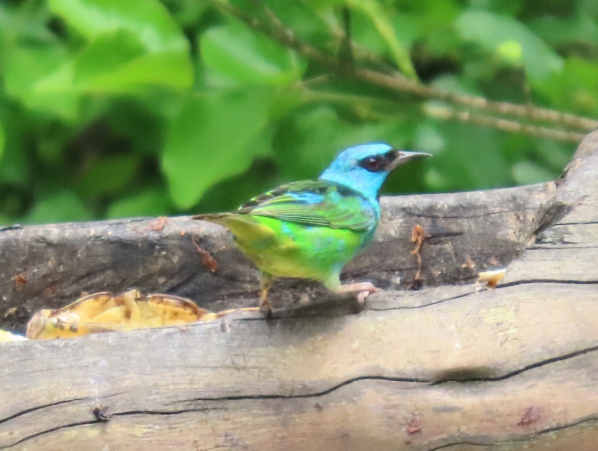 Blue Dacnis - ML631522275