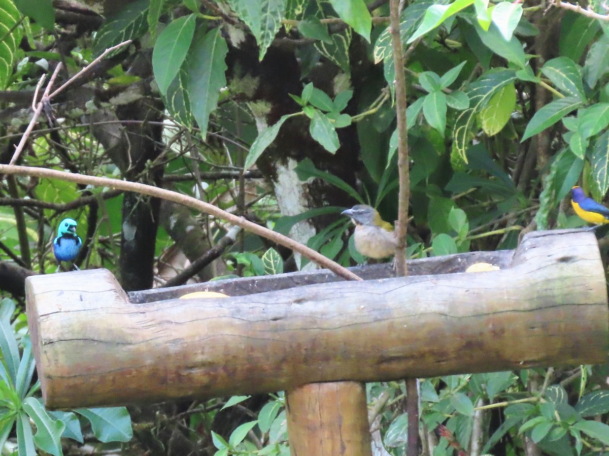 Buff-throated Saltator - ML631522281