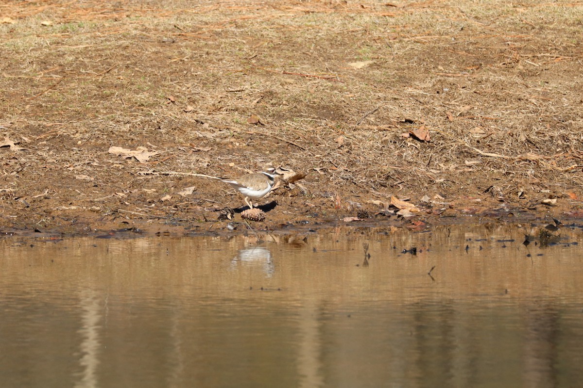 Killdeer - ML631522292