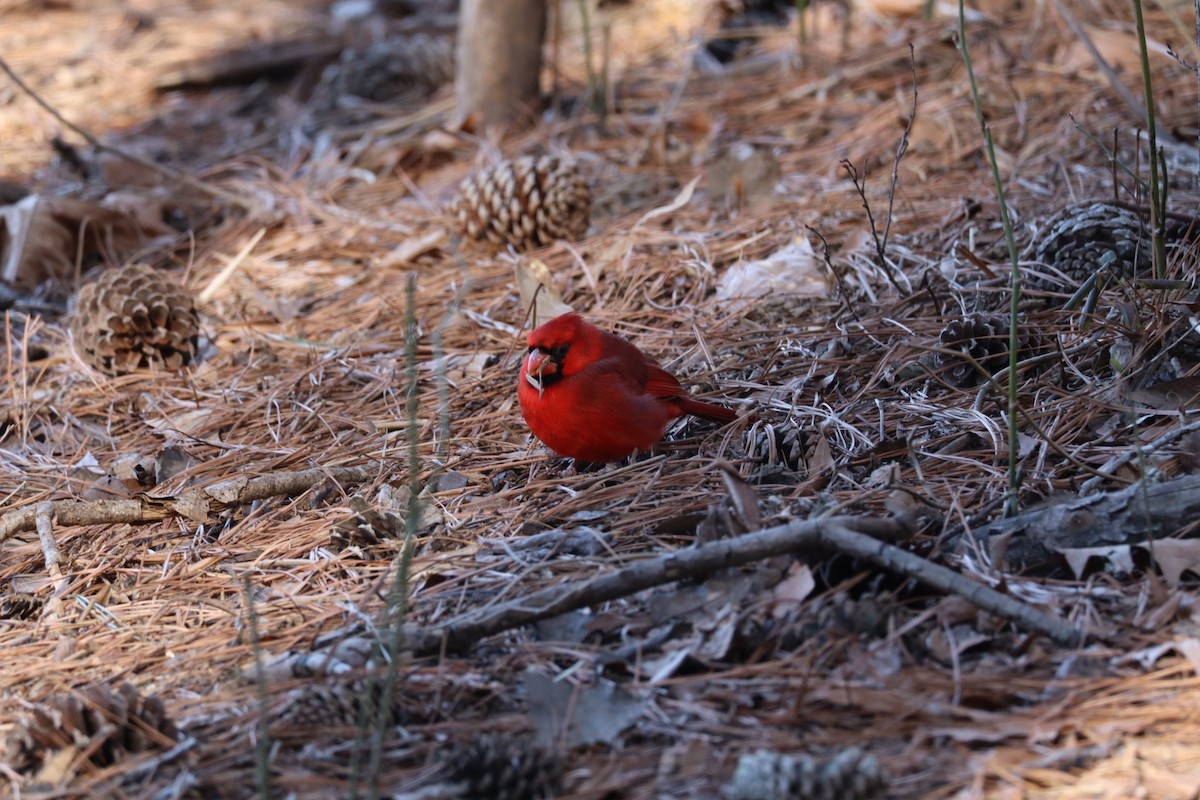 Northern Cardinal - ML631522301