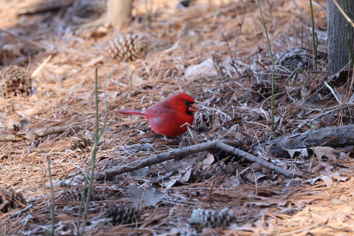 Northern Cardinal - ML631522302