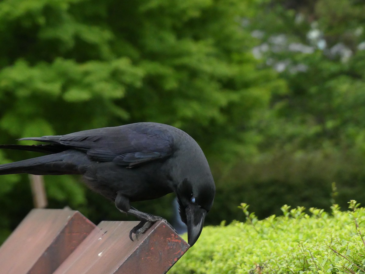 Large-billed Crow - ML631522308