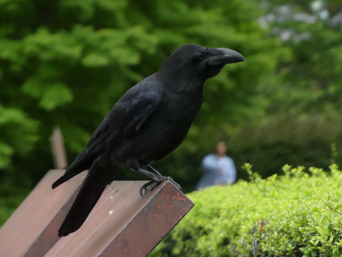 Large-billed Crow - ML631522309