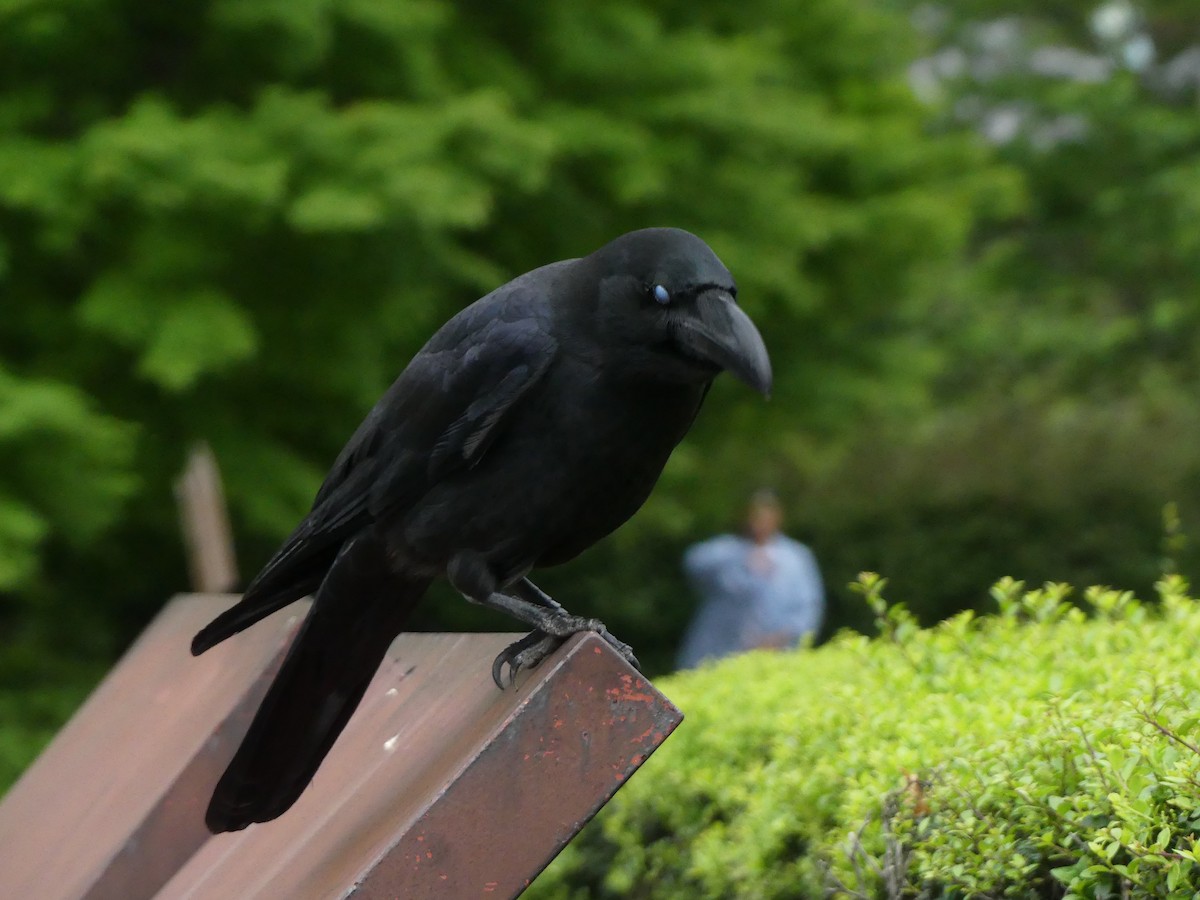 Large-billed Crow - ML631522310