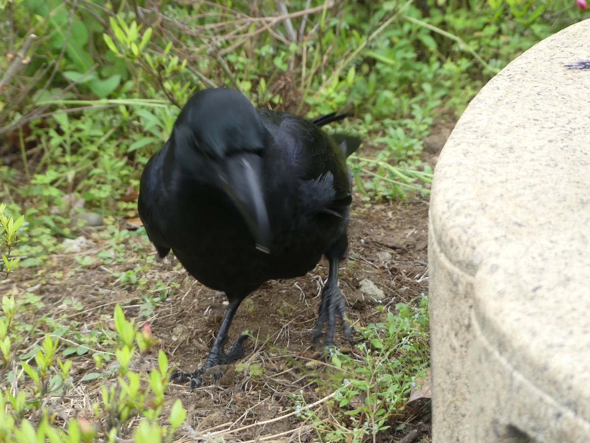 Large-billed Crow - ML631522311