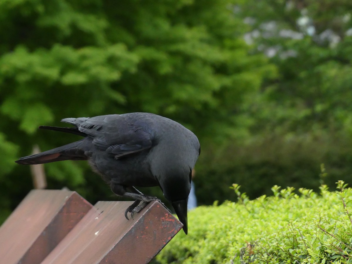Large-billed Crow - ML631522312