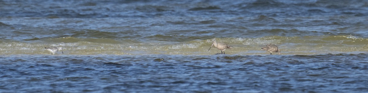 Marbled Godwit - ML631522401