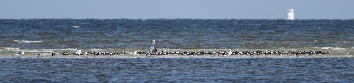 Black Skimmer - ML631522407