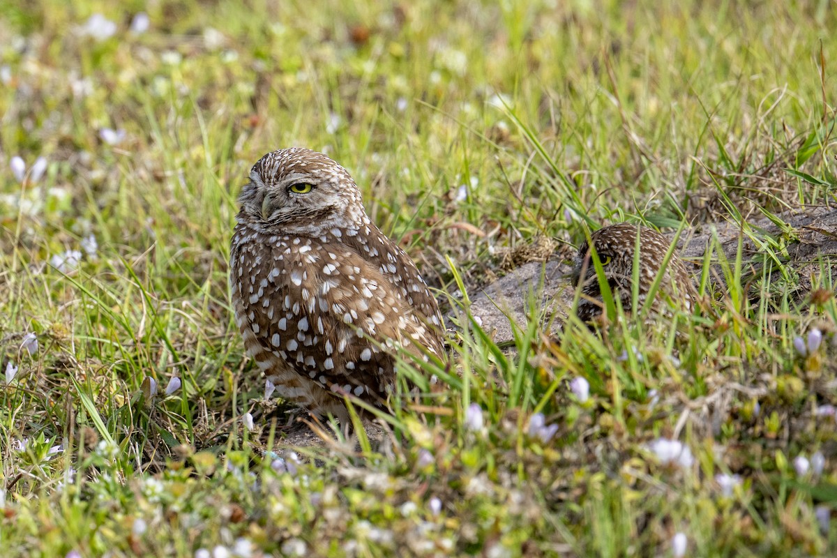 Burrowing Owl - ML631522453