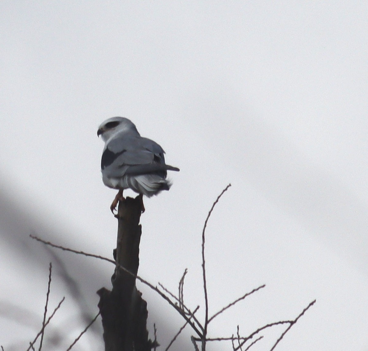 White-tailed Kite - ML631522545