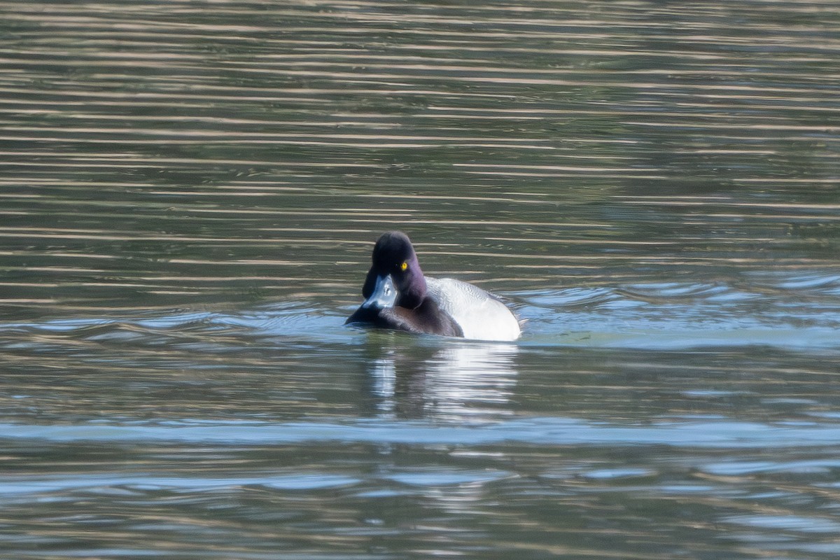 Lesser Scaup - ML631522570