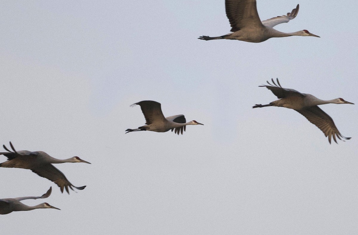 Sandhill Crane - ML631522625