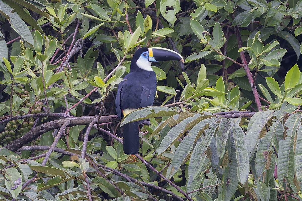 Channel-billed Toucan (Yellow-ridged) - ML631522648