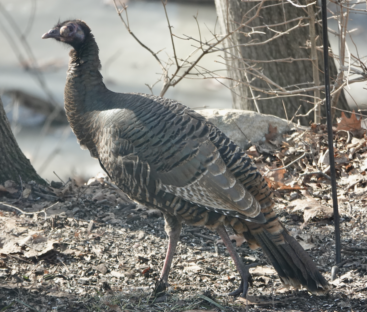 Wild Turkey - ML631522730