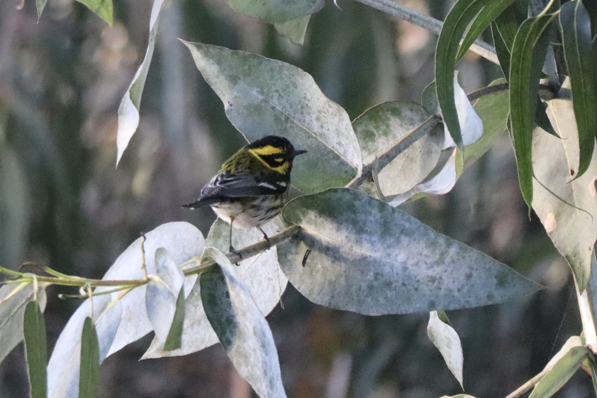 Townsend's Warbler - ML631522862
