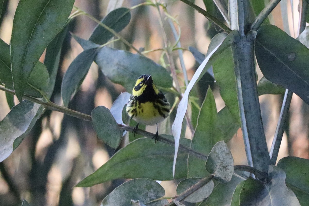 Townsend's Warbler - ML631522863