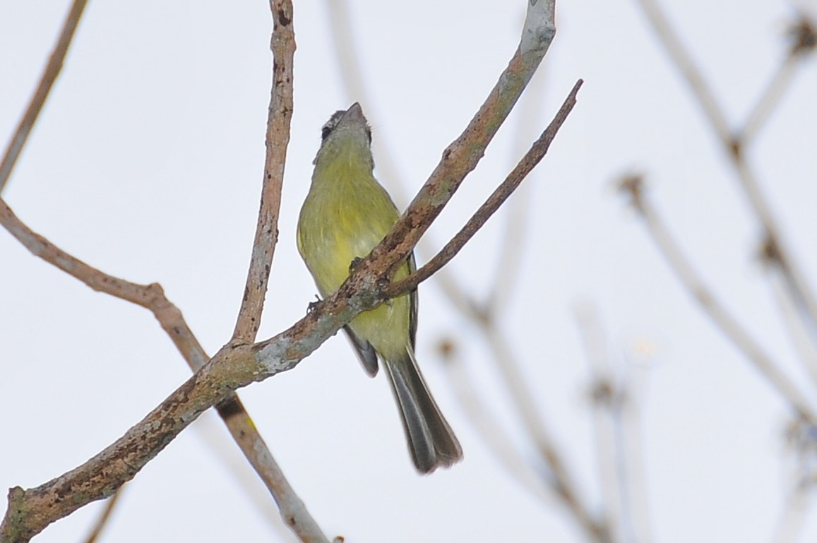 Yellow-olive Flatbill (Mato Grosso) - ML631522940
