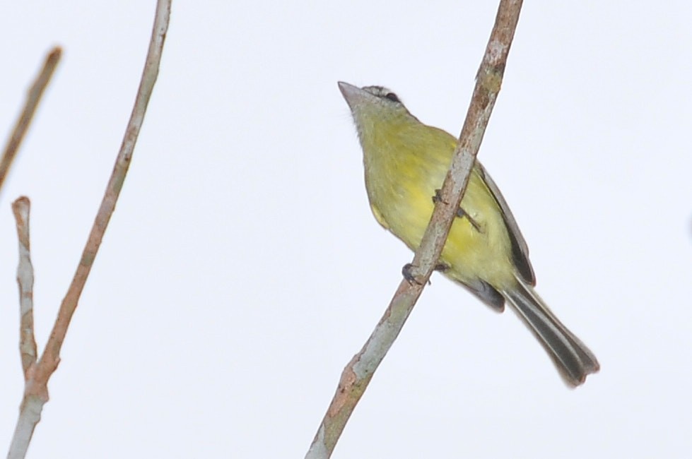 Yellow-olive Flatbill (Mato Grosso) - ML631522941