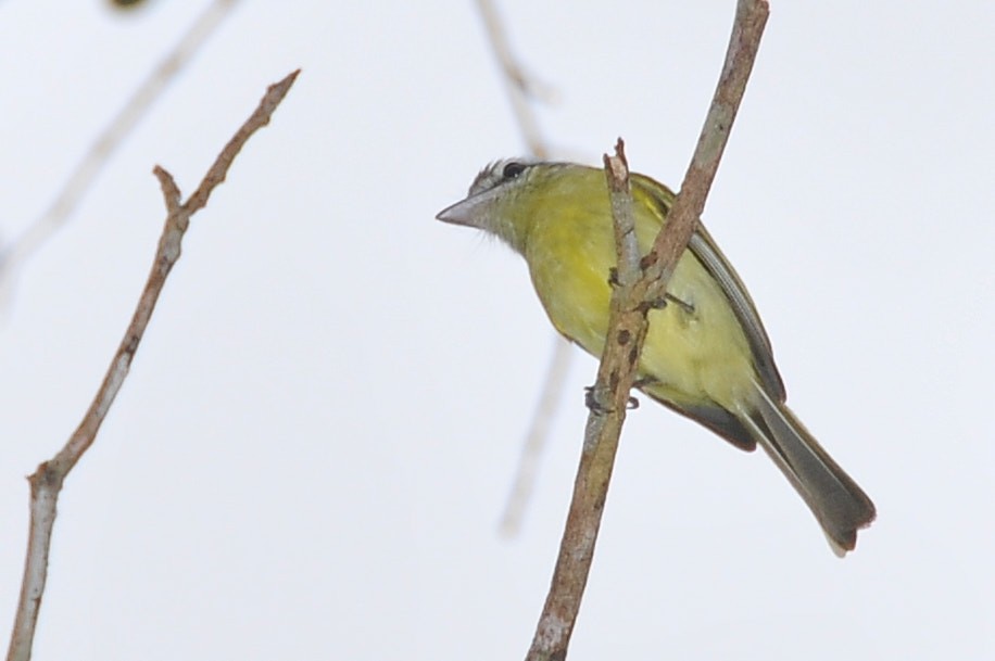 Yellow-olive Flatbill (Mato Grosso) - ML631522942