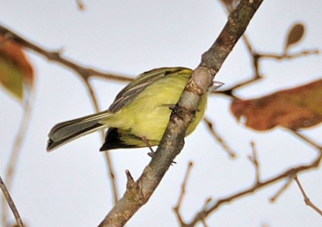 Yellow-olive Flatbill (Mato Grosso) - ML631522943