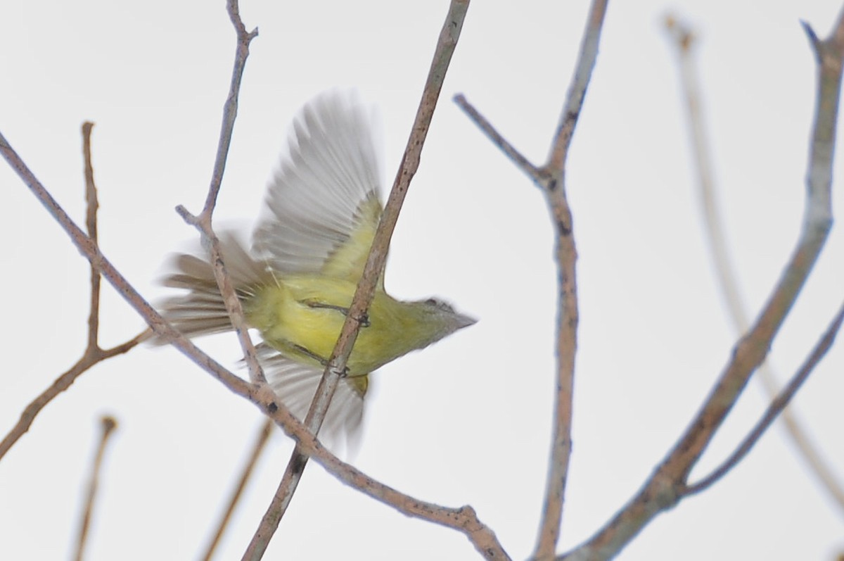 Yellow-olive Flatbill (Mato Grosso) - ML631522944