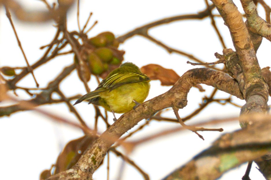 Yellow-olive Flatbill (Mato Grosso) - ML631522945