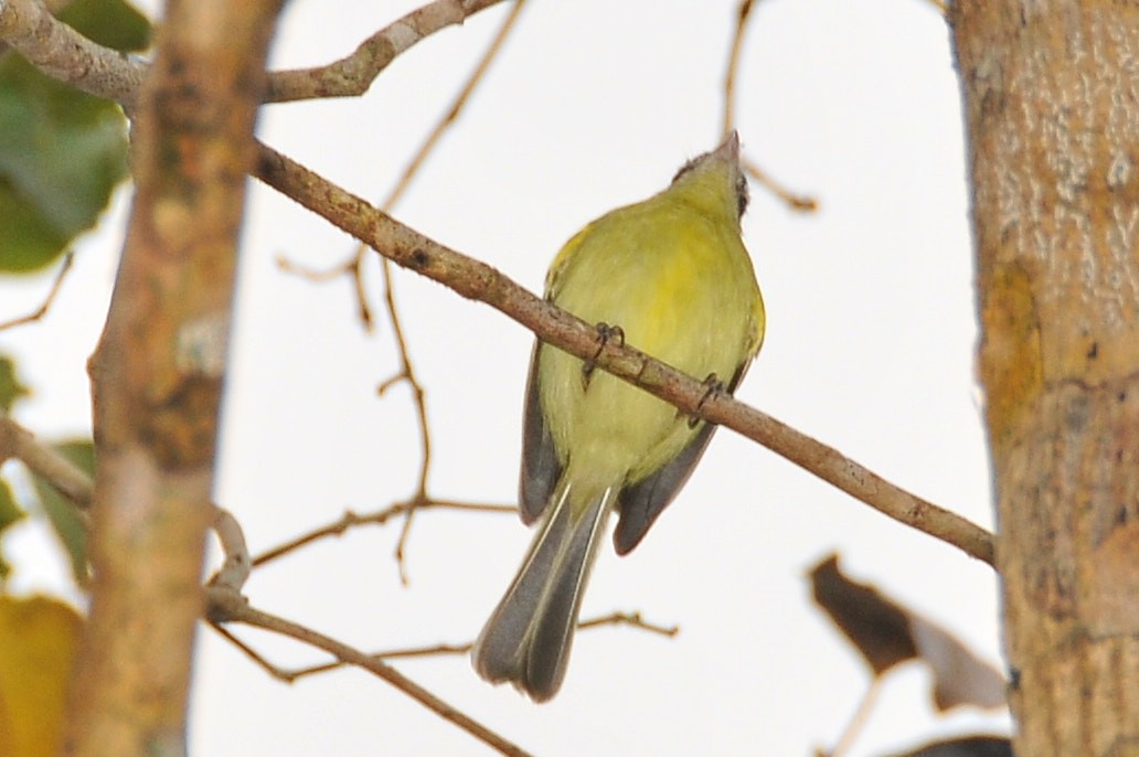Yellow-olive Flatbill (Mato Grosso) - ML631522946