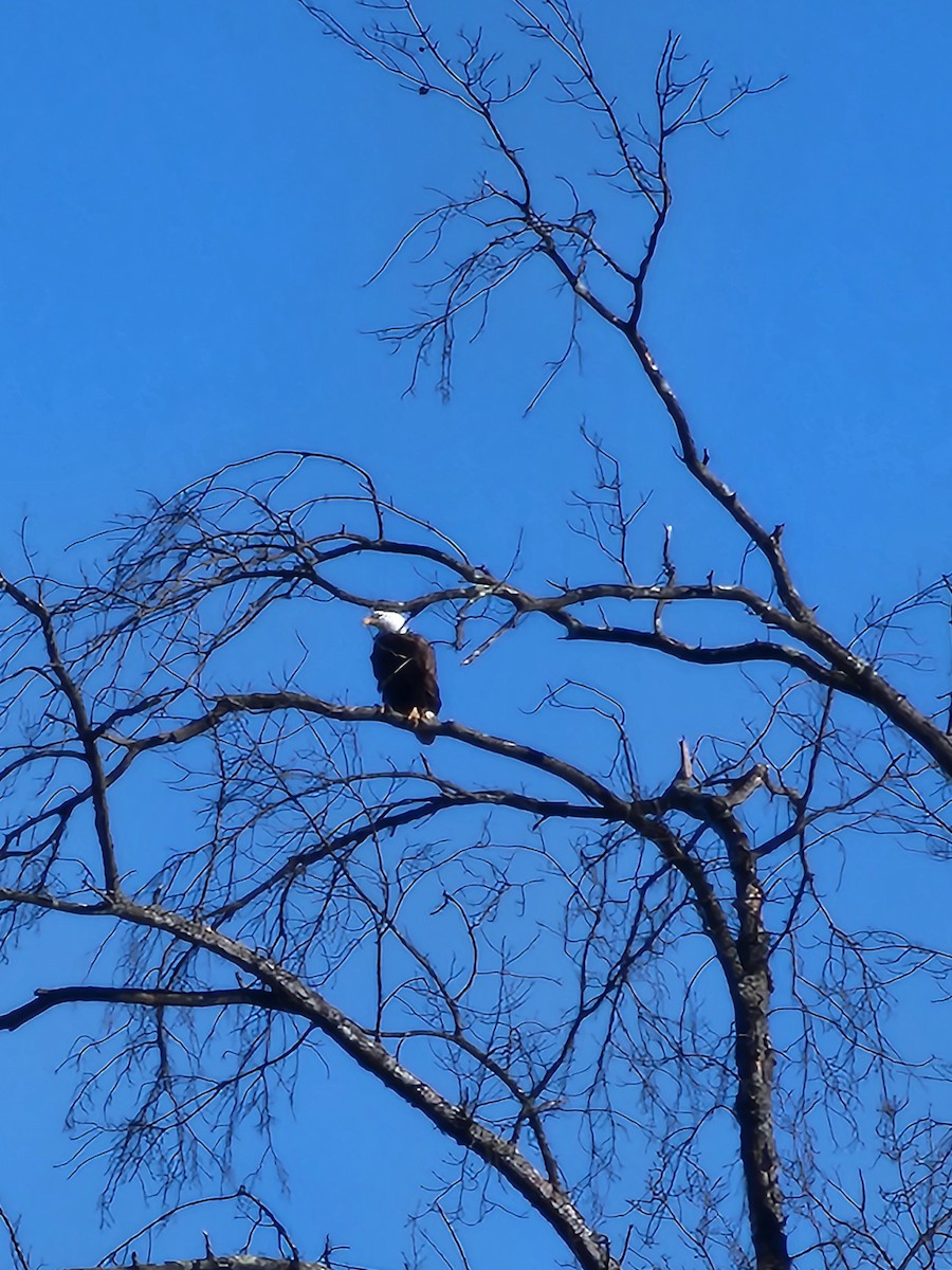 Bald Eagle - ML631523054