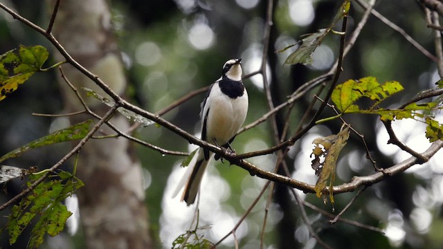 African Pied Wagtail - ML631523275