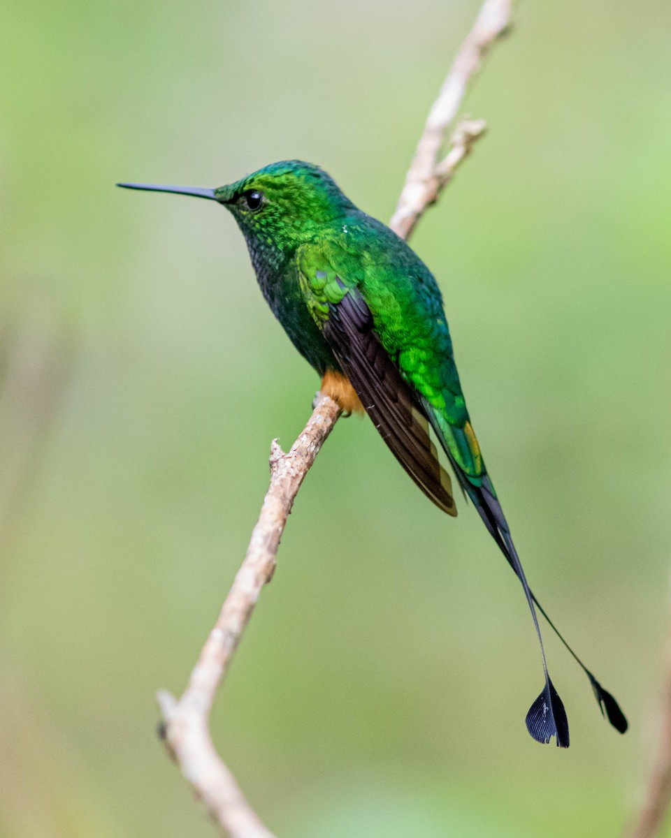 Rufous-booted Racket-tail - ML631523339