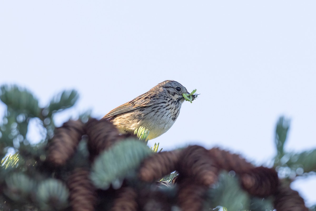 Lincoln's Sparrow - ML631523426