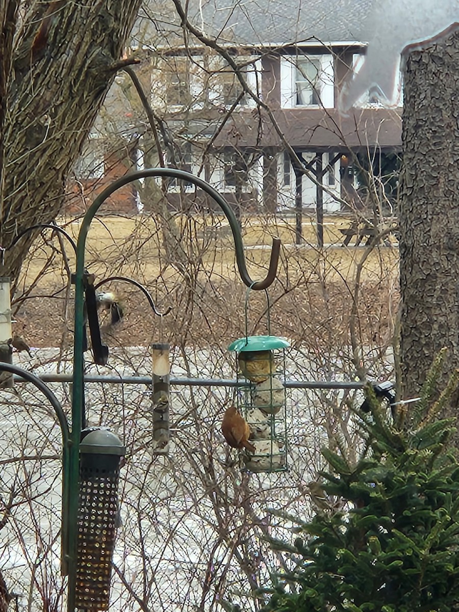 Carolina Wren - ML631523461