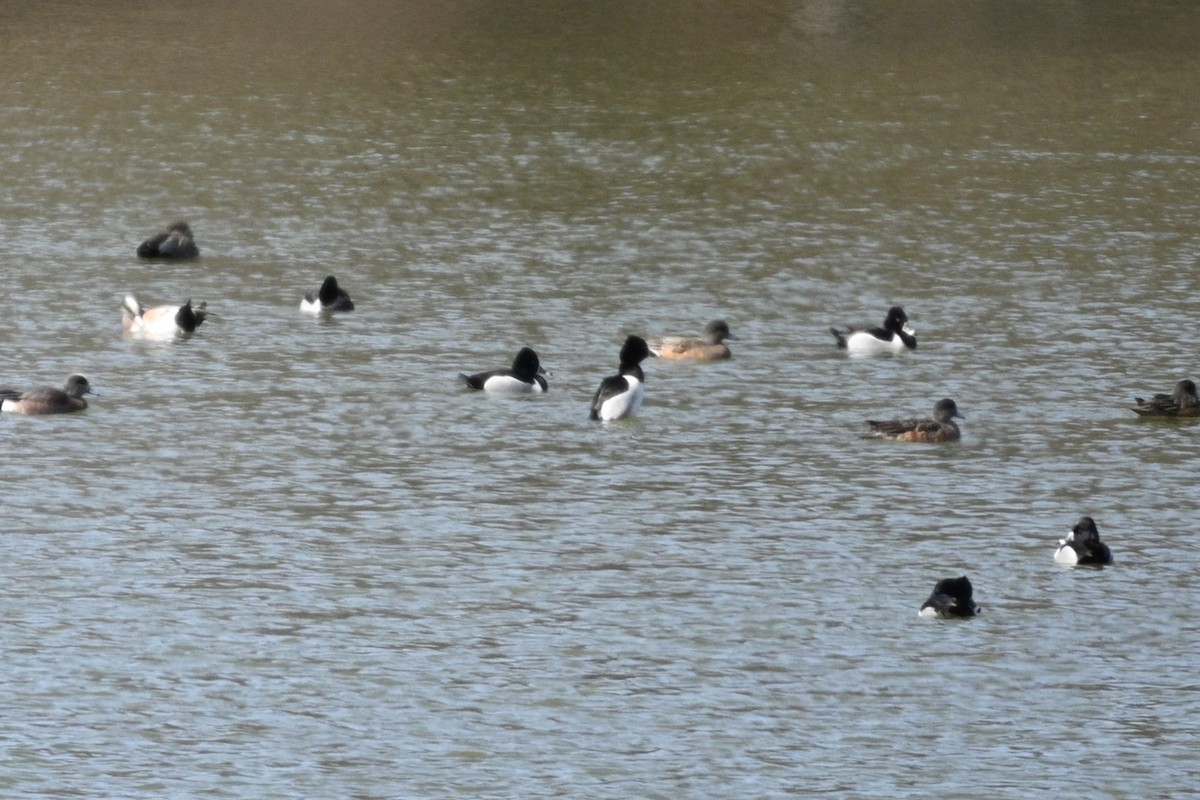 Ring-necked Duck - ML631523477