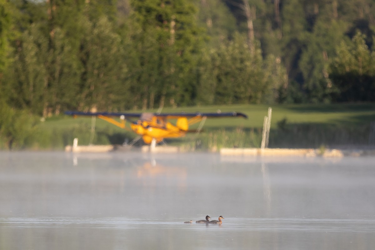 Red-necked Grebe - ML631523550