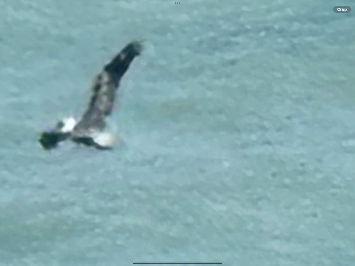 Brown Pelican - ML631523613