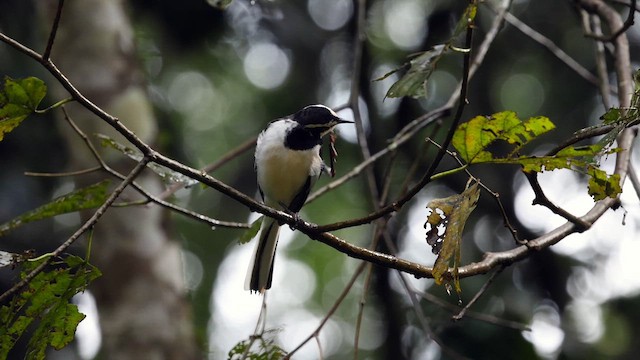 African Pied Wagtail - ML631523648