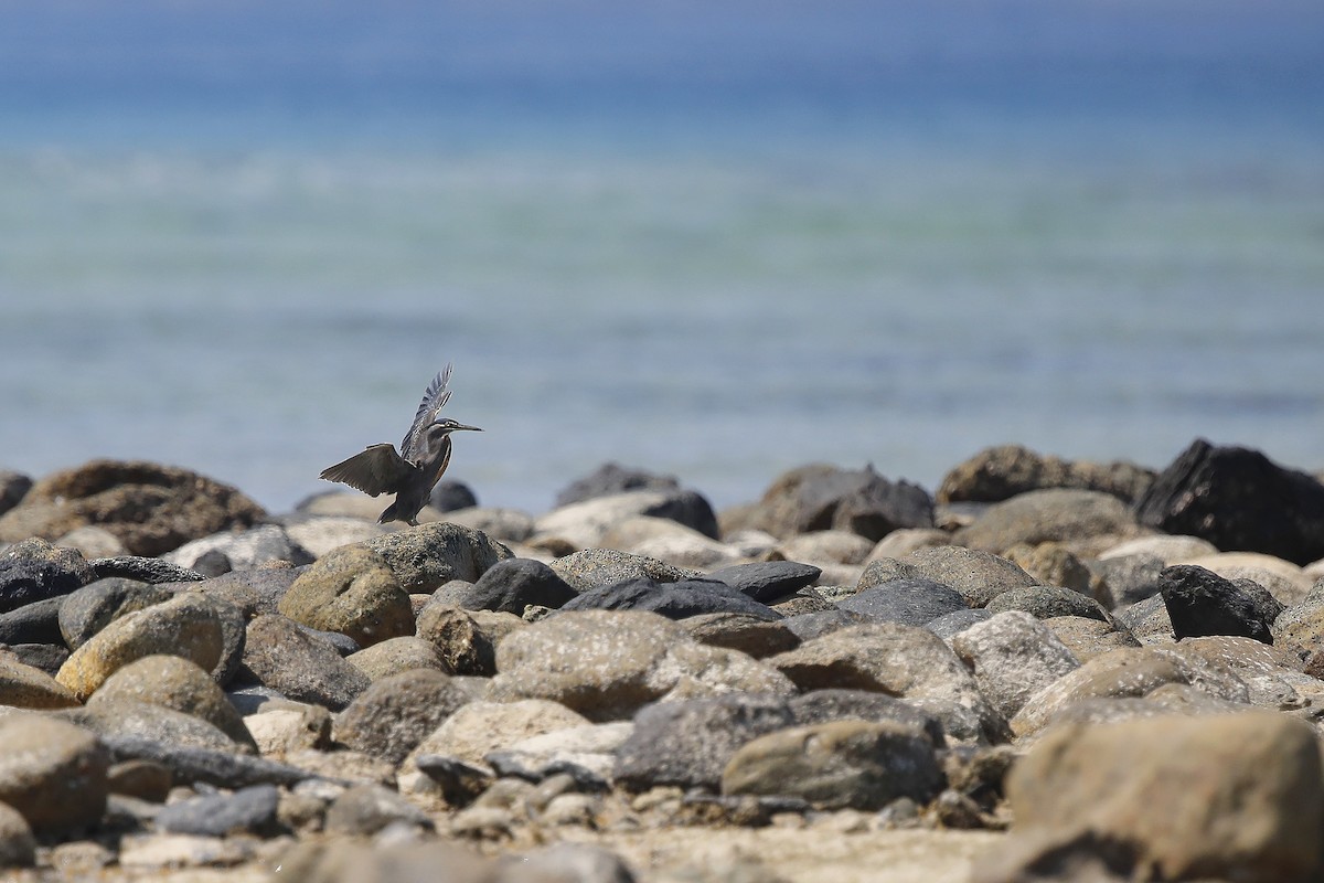 Striated Heron - ML631523758