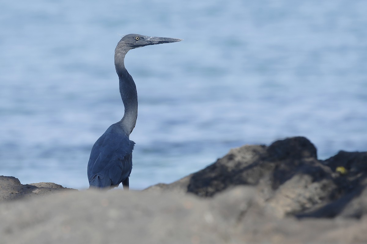 Humblot's Heron - ML631523772