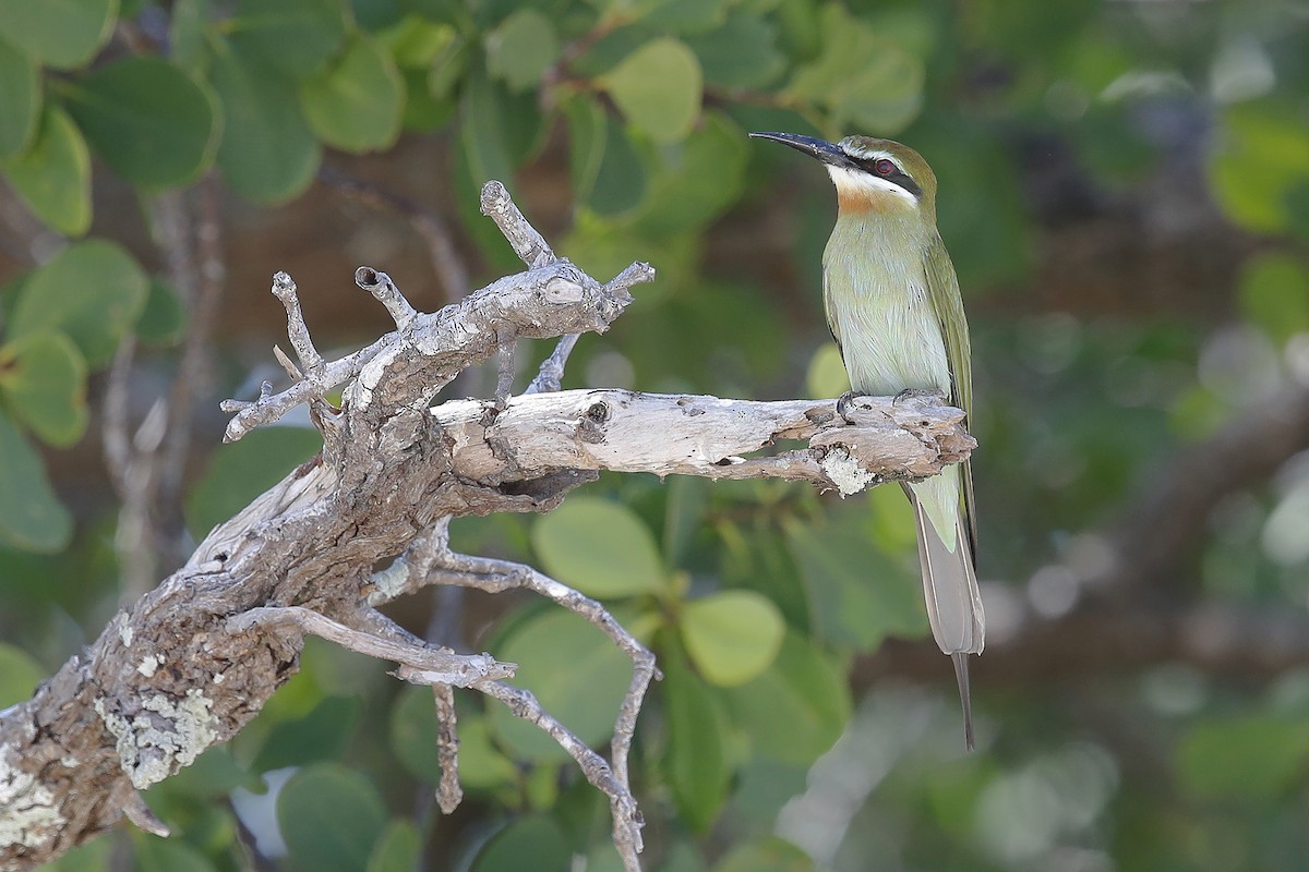 Olive Bee-eater - ML631523794