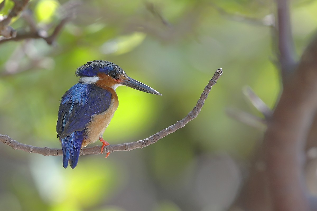 Malagasy Kingfisher - ML631523813