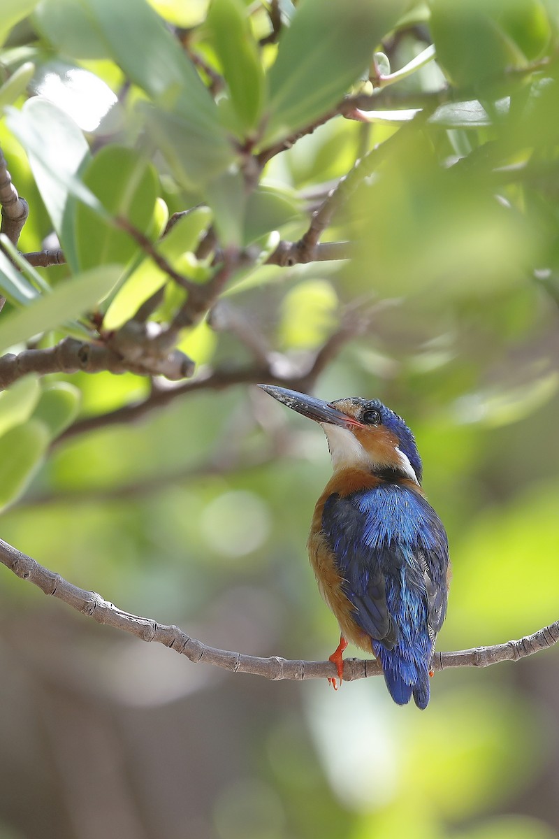 Malagasy Kingfisher - ML631523815