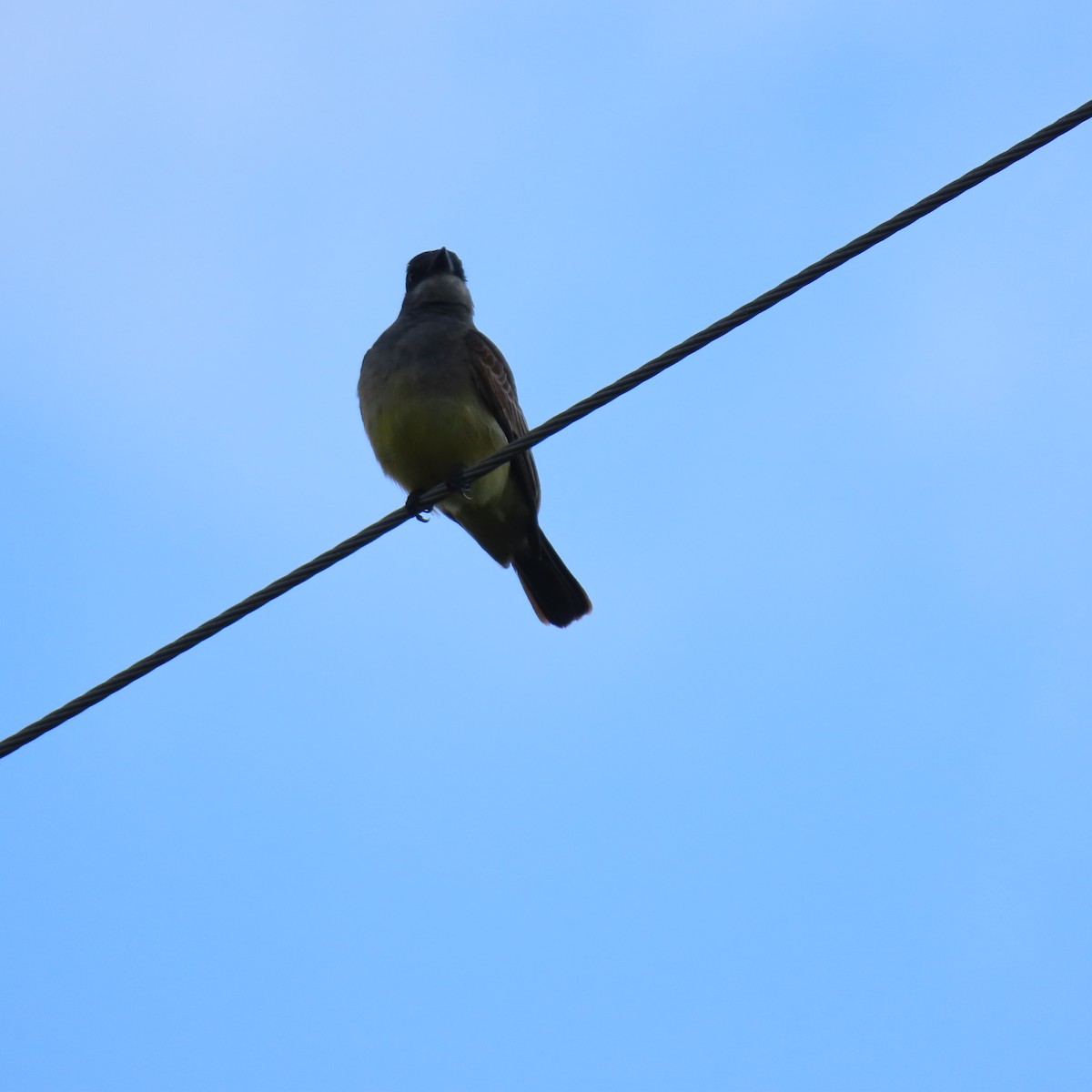 Cassin's Kingbird - ML631523873