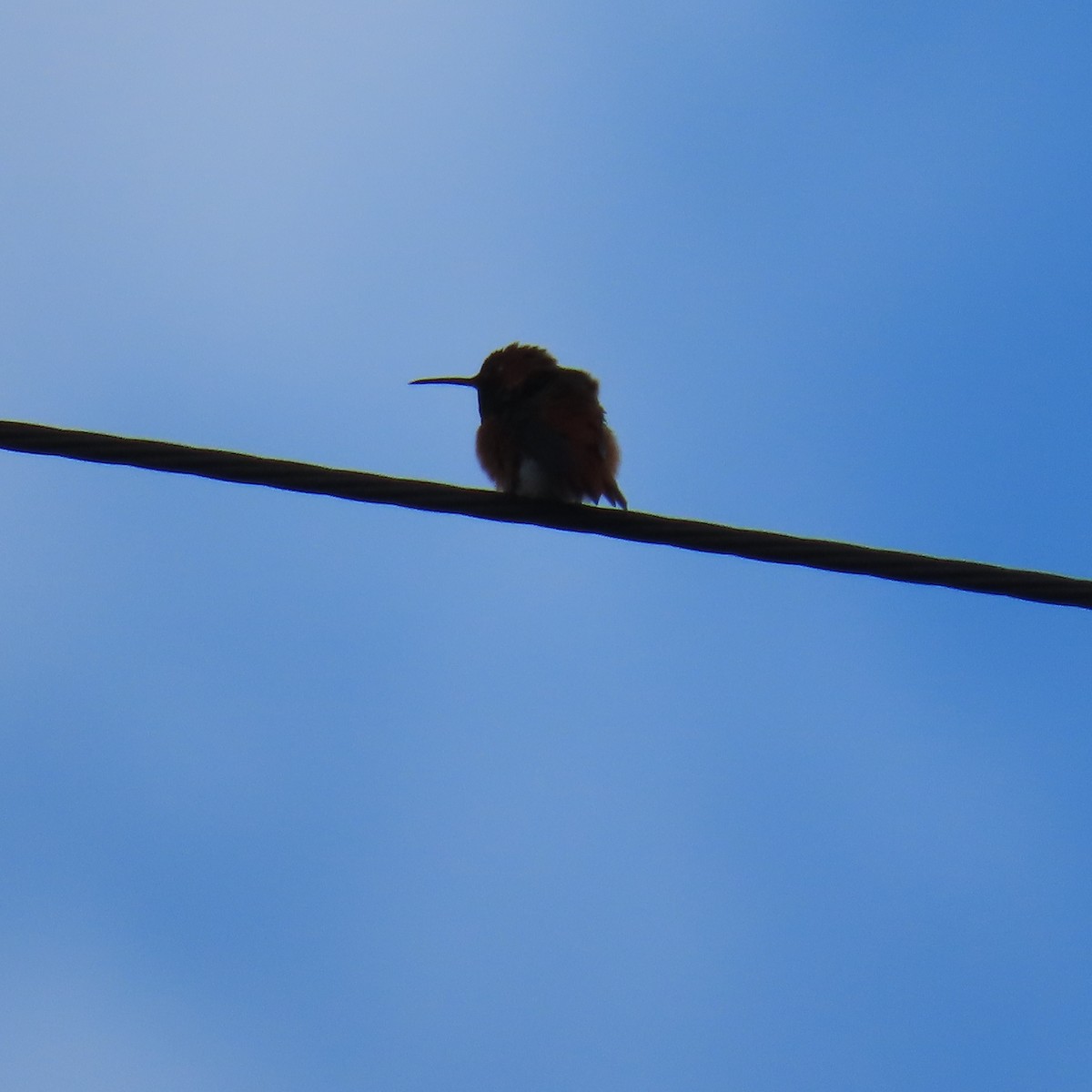 Allen's Hummingbird - ML631523918