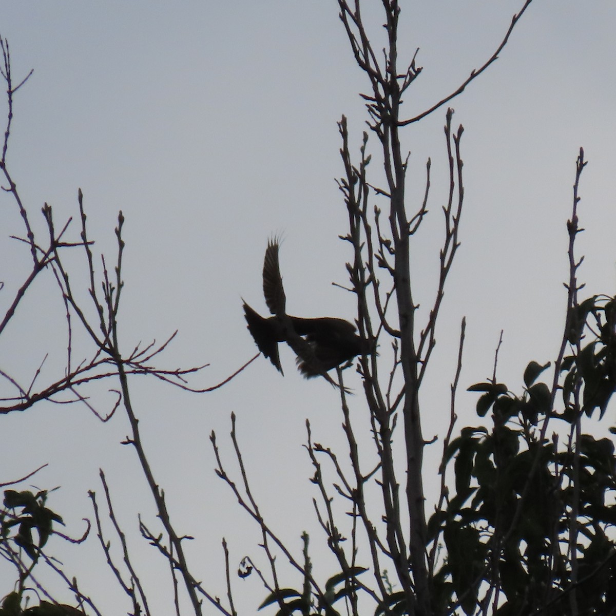 Mourning Dove - ML631523967