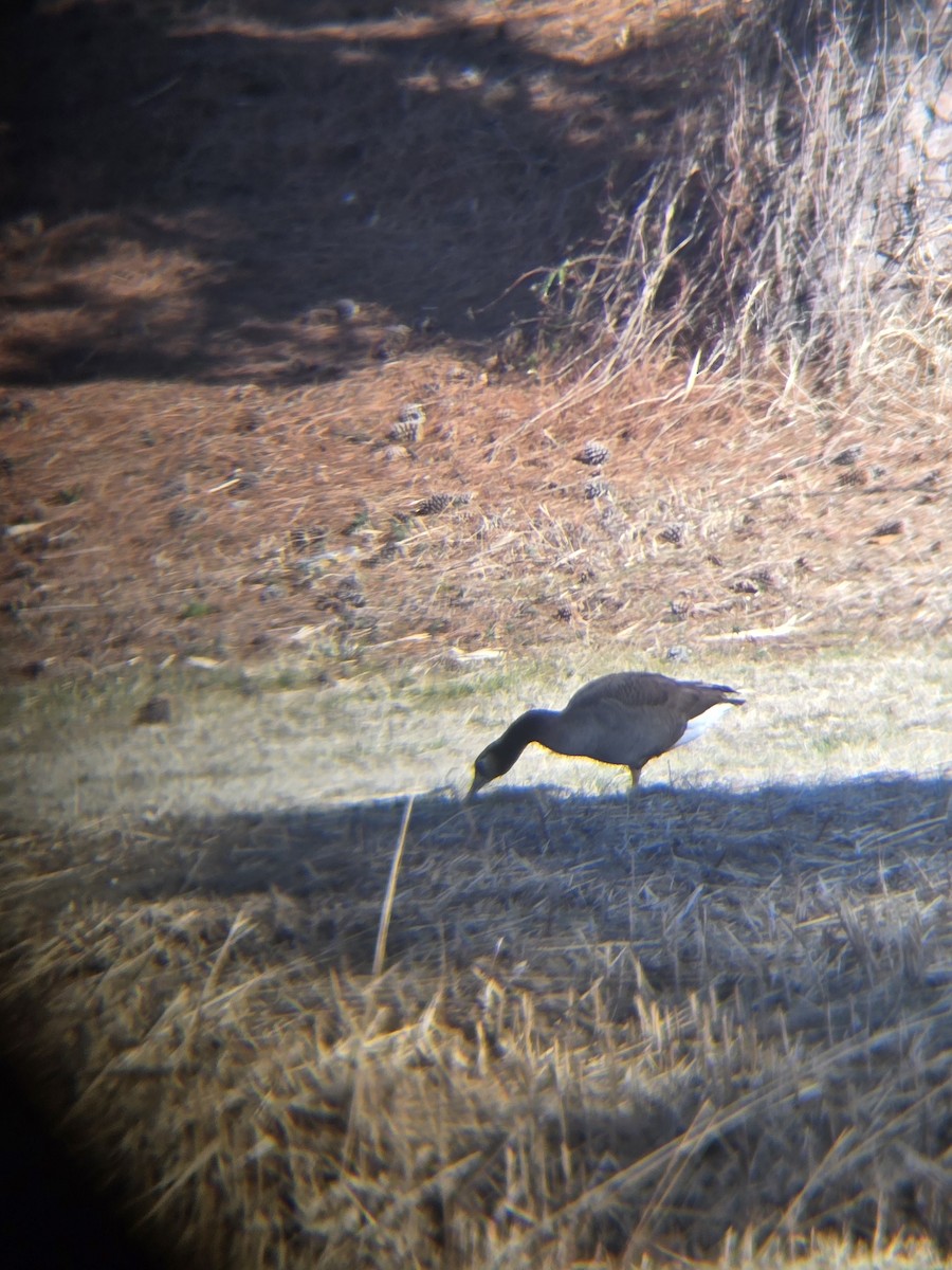 Domestic goose sp. x Canada Goose (hybrid) - ML631523986