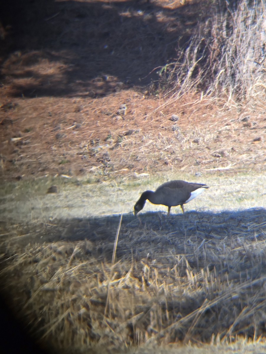 Domestic goose sp. x Canada Goose (hybrid) - ML631523991