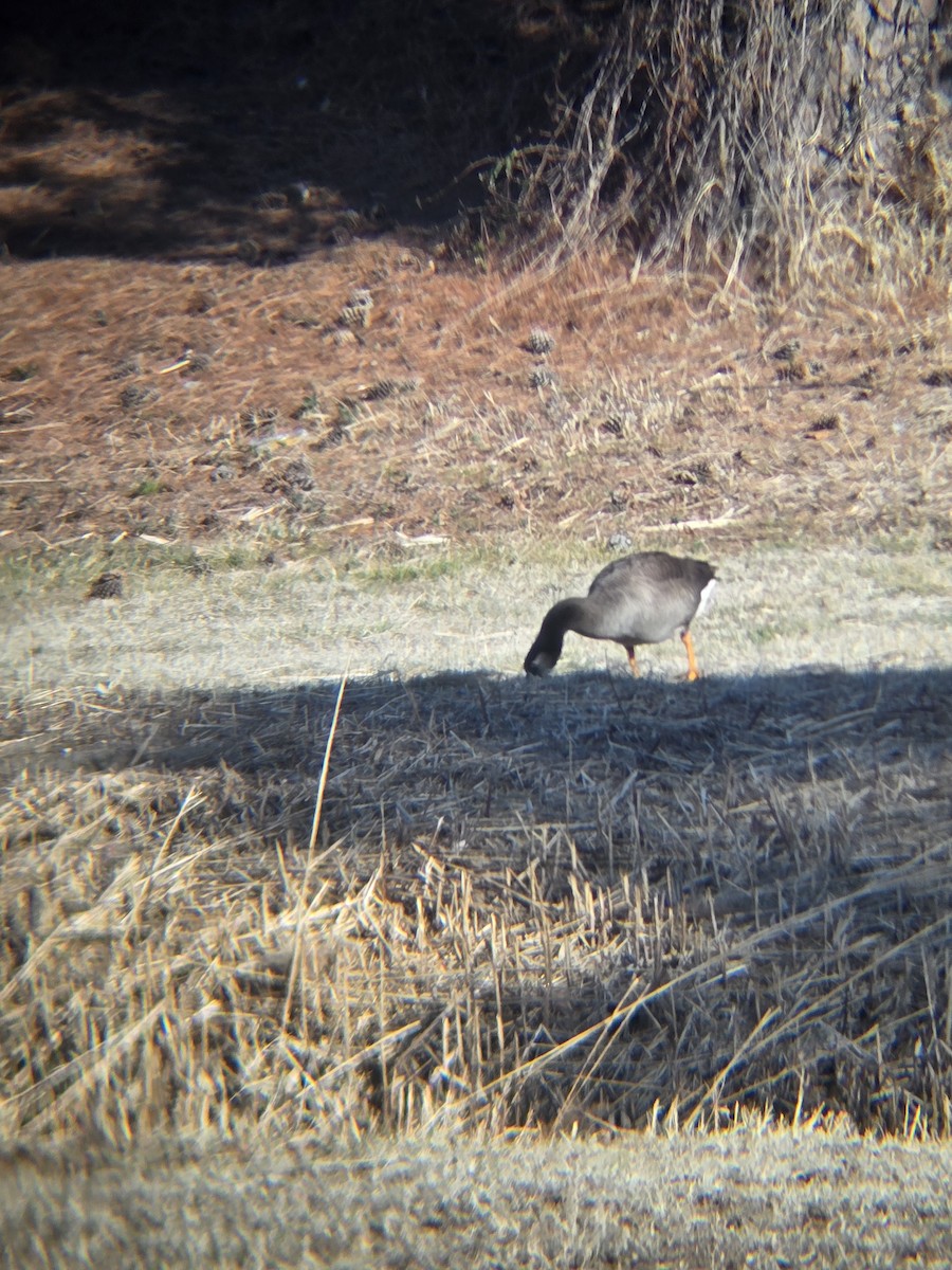 Domestic goose sp. x Canada Goose (hybrid) - ML631523994