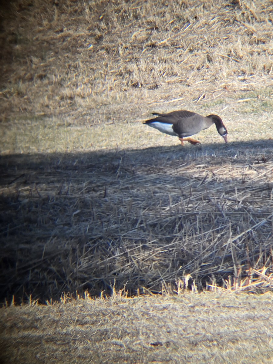 Domestic goose sp. x Canada Goose (hybrid) - ML631523996