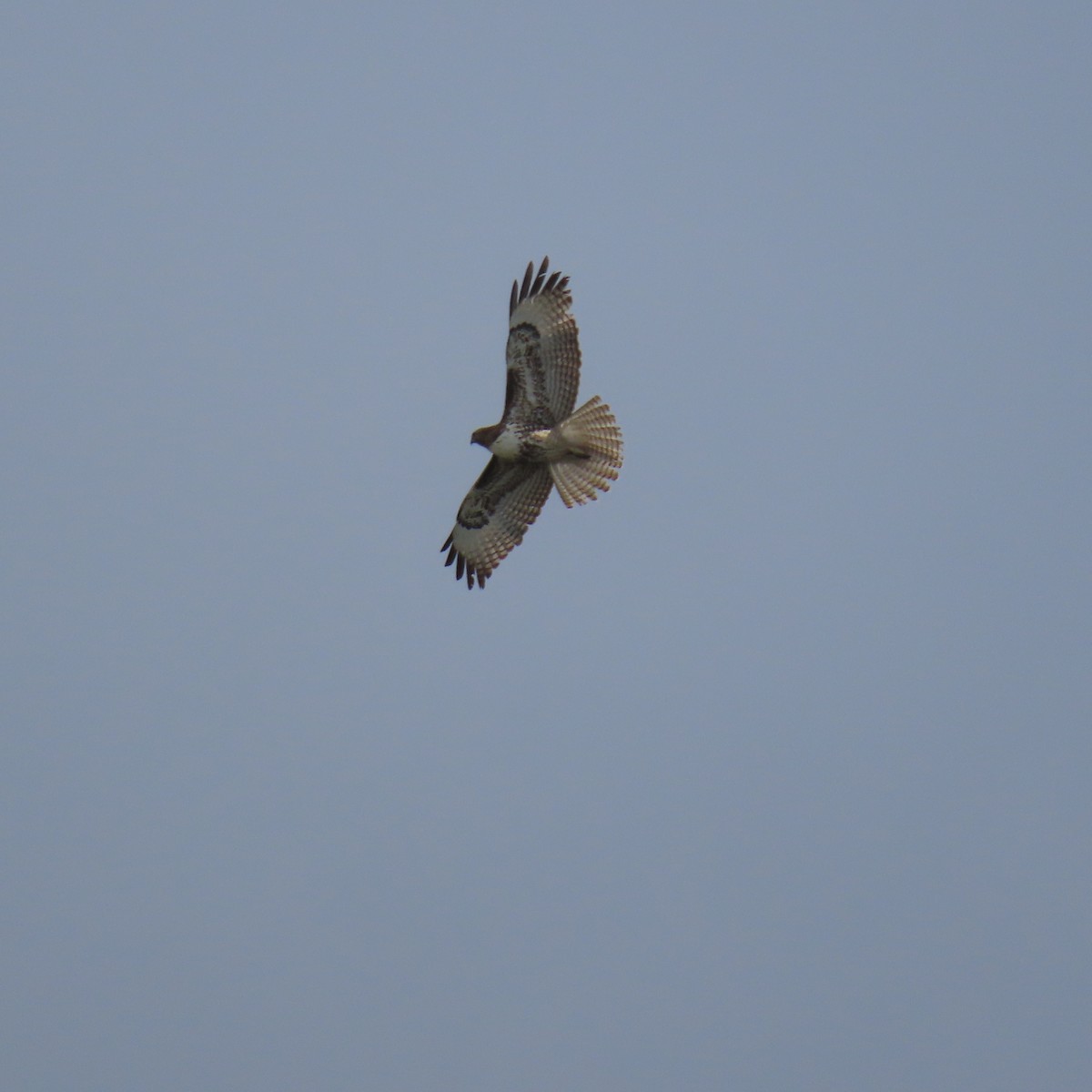 Red-tailed Hawk - ML631524003